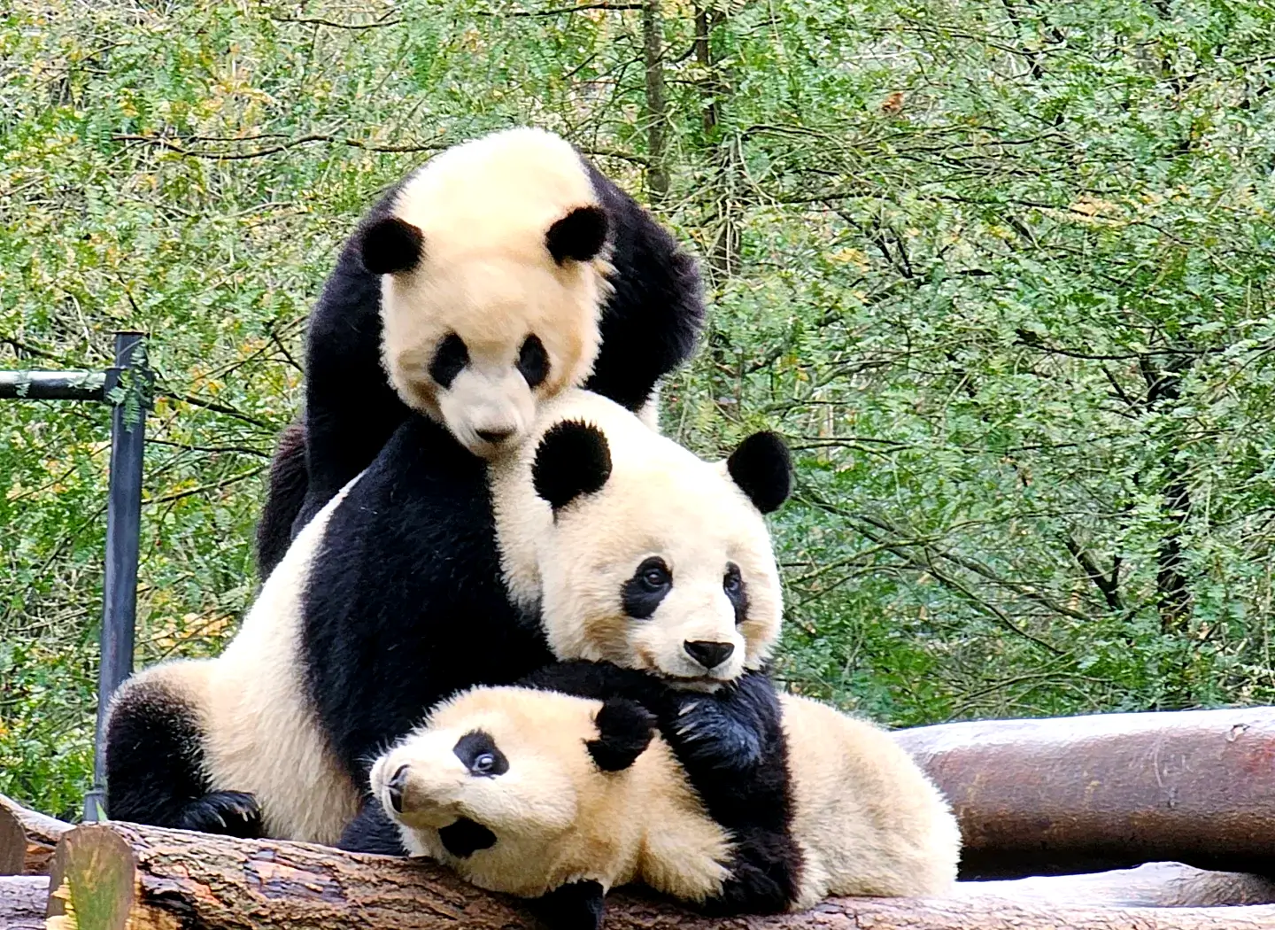 Panda and Chengdu