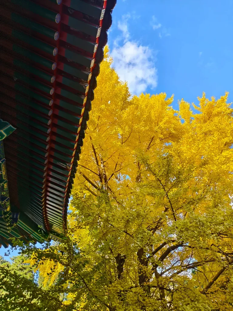 Fragrant Hills Park (Xiangshan)
Beijing Botanical Garden