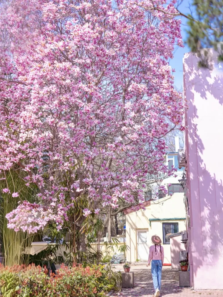 8-Day Qingdao Itinerary
Qingdao travel guide
Best seafood in China
Badaguan Scenic Area