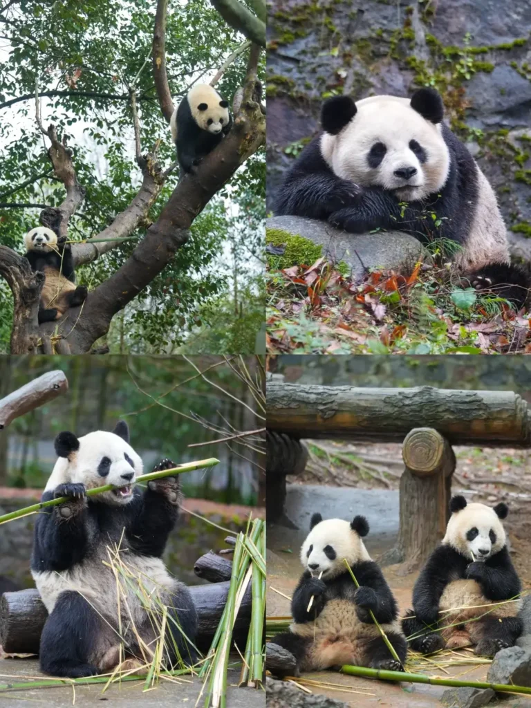 Pandas