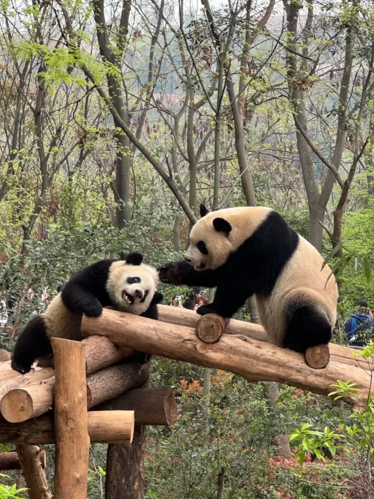 Pandas