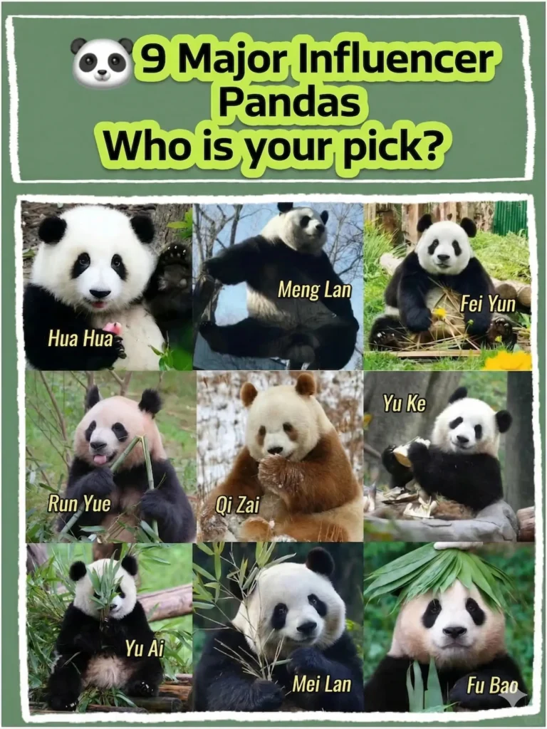 Pandas