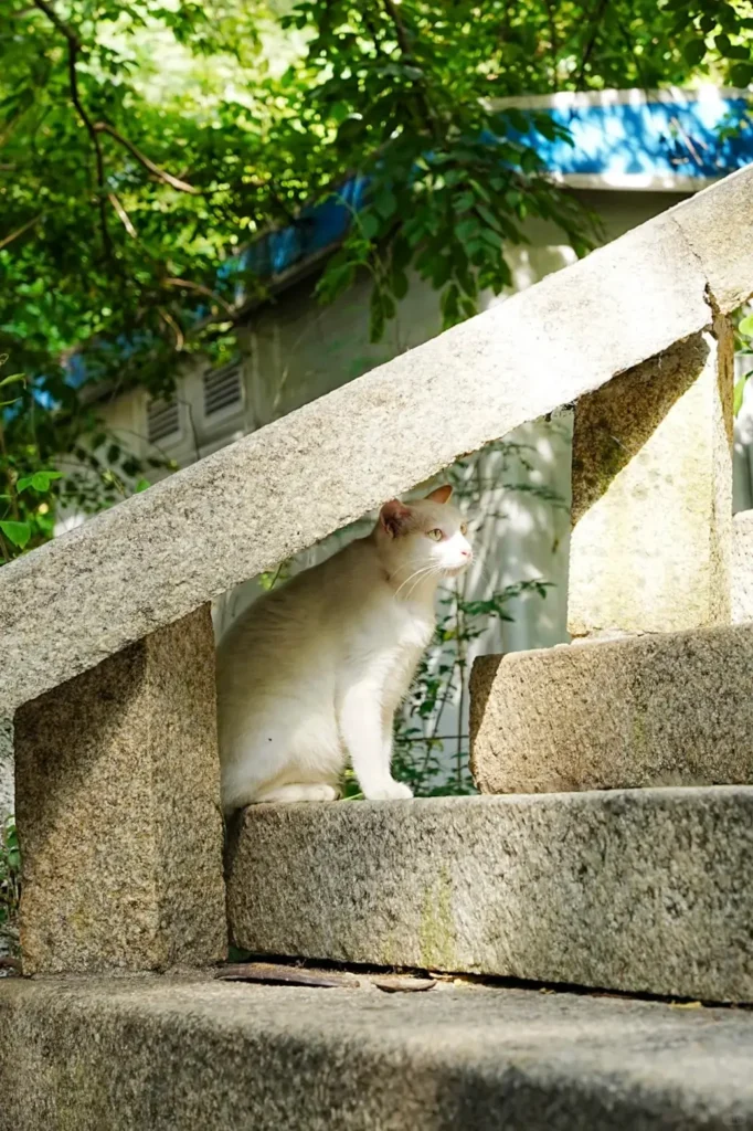 Xiamen itinerary
Xiamen travel guide
Fujian travel
Gulangyu Island
Minnan culture
Xiamen University