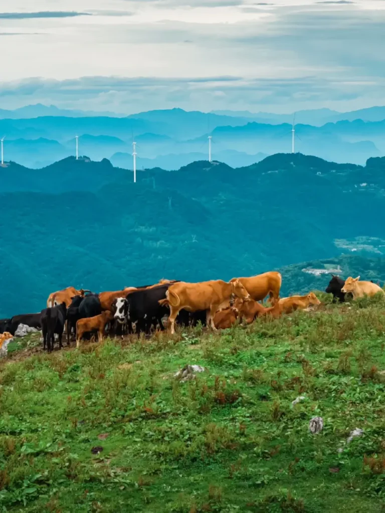 Hubei Itinerary
Hubei culture tour
Three Gorges dam tour
Yichang