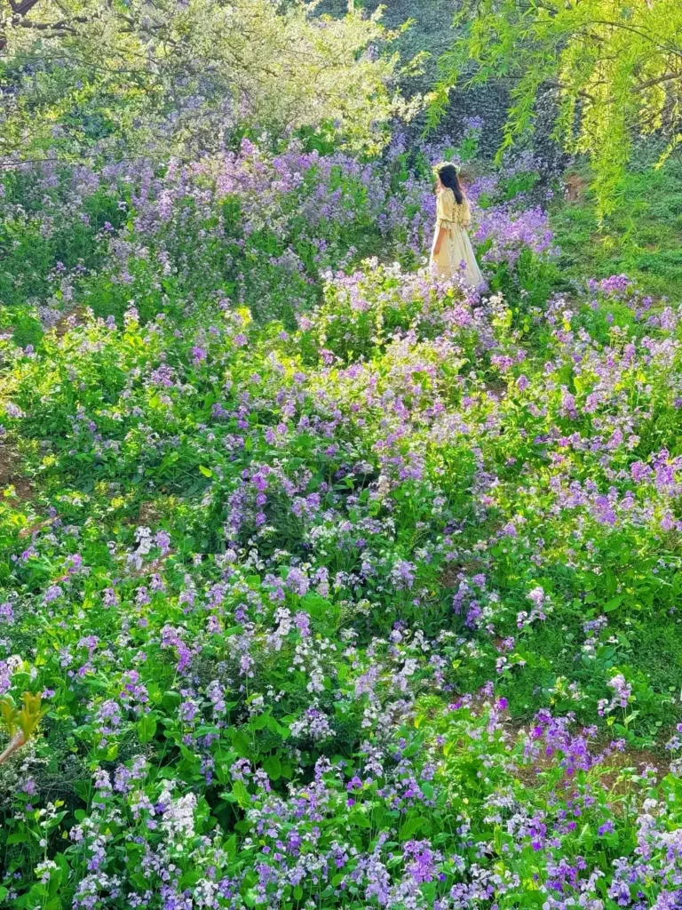 China Itinerary
13 days off the beaten path
Mount Tai hike
Confucius hometown
Mount Lao (Laoshan)
Mount Lao (Laoshan)
Laoshan
Qingdao coast