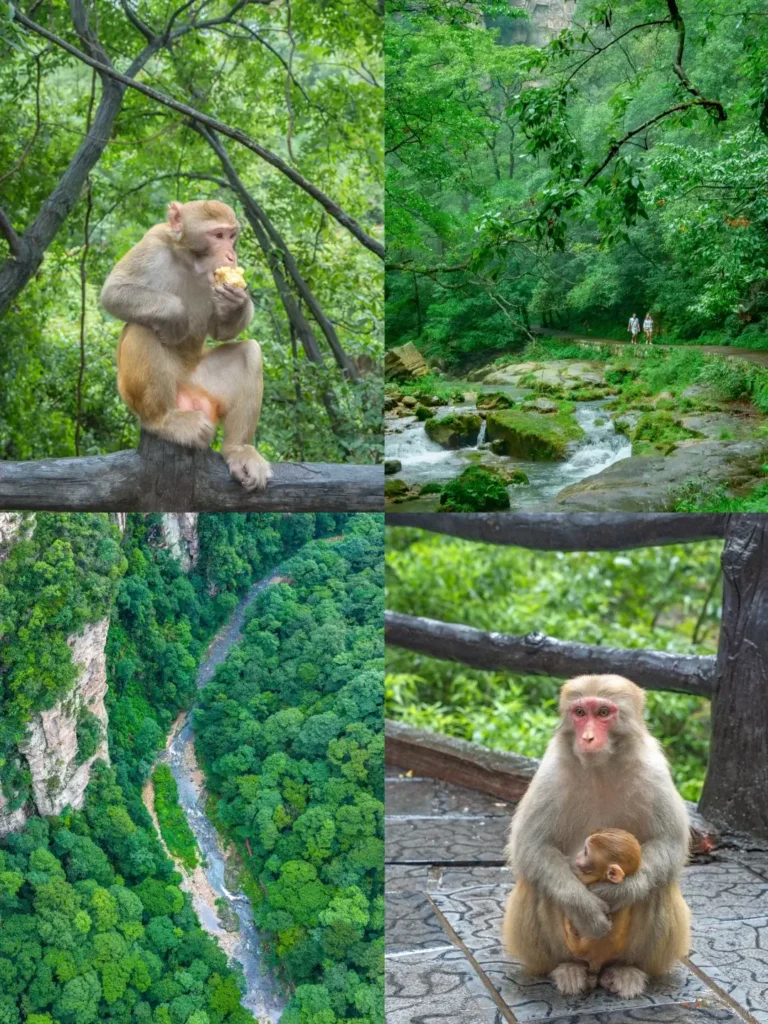 Hunan Itinerary
Zhangjiajie Avatar mountainsguide
Golden Whip Stream