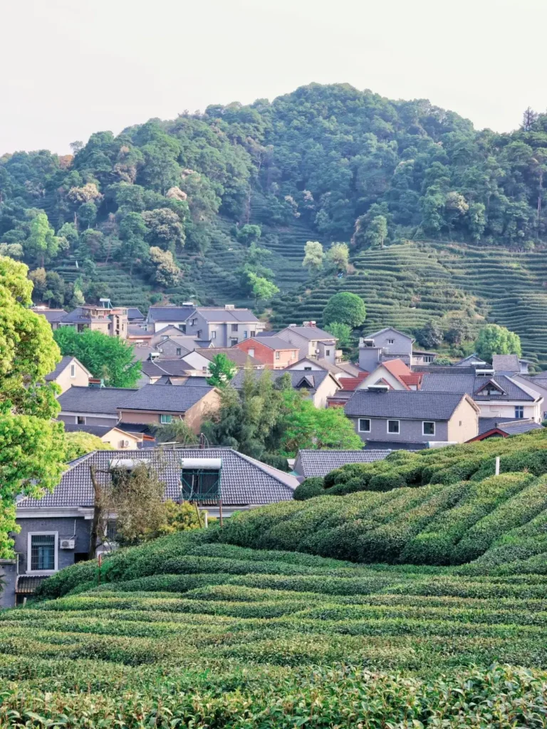 Hangzhou travel guide
Things to do in Hangzhou
Hangzhou 7-day itinerary
Hangzhou culture
China National Tea Museum