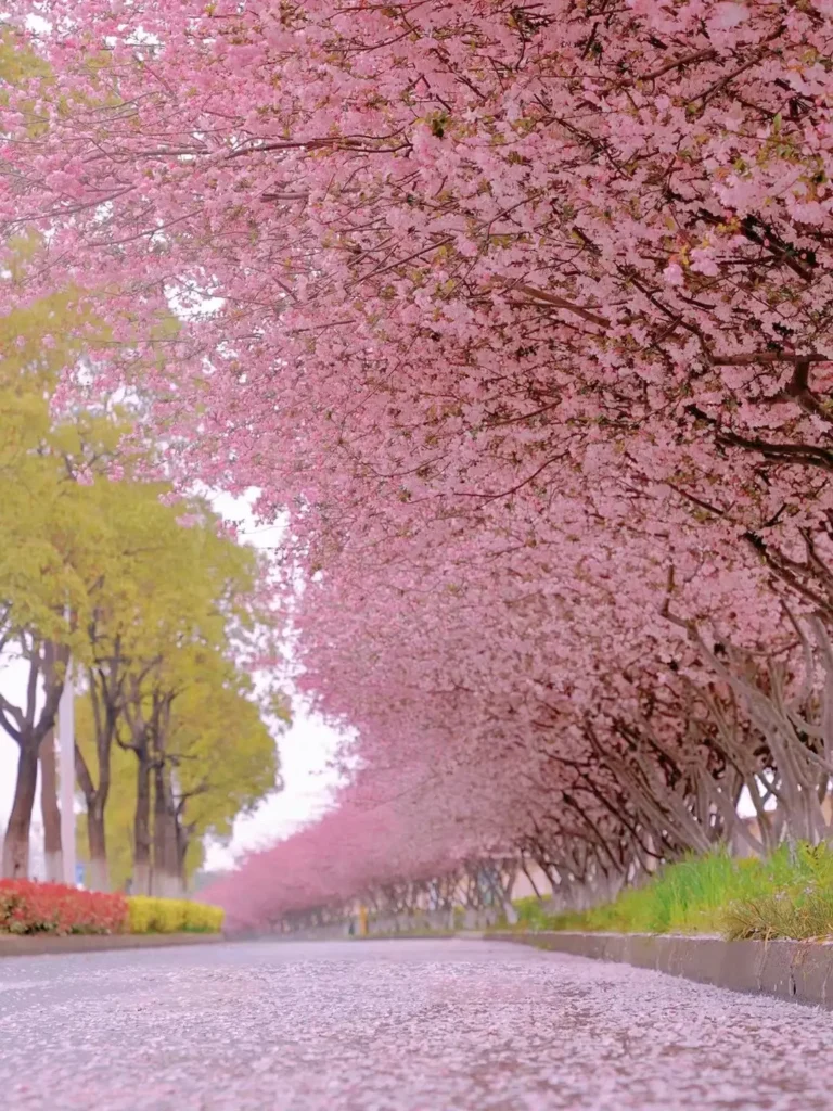 Suzhou classical gardens
China Water Towns Tour
7-Day Jiangsu Itinerary