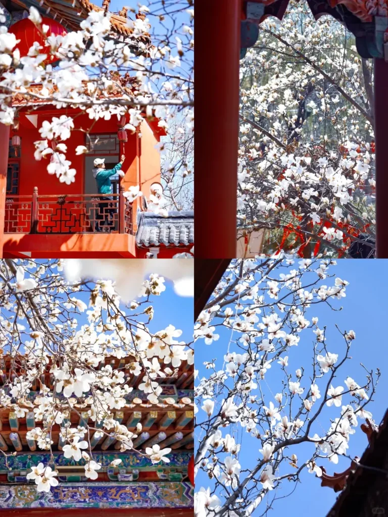 China Itinerary
13 days off the beaten path
Mount Tai hike
Confucius hometown
Zibo Puzhao Temple
Zibo
Qingdao coast