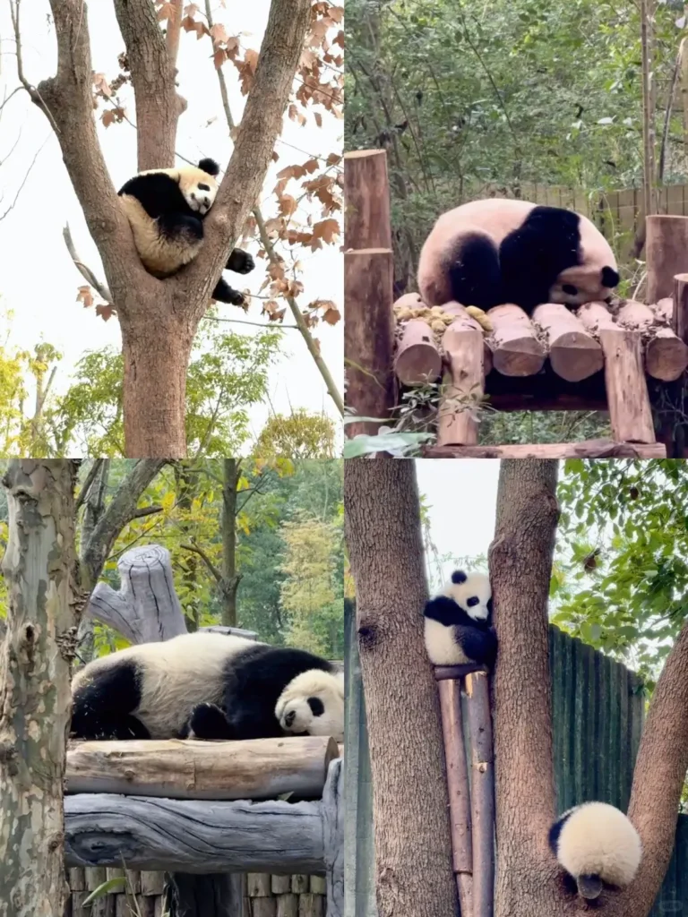 ChengDu Research Base of Giant Panda Breeding