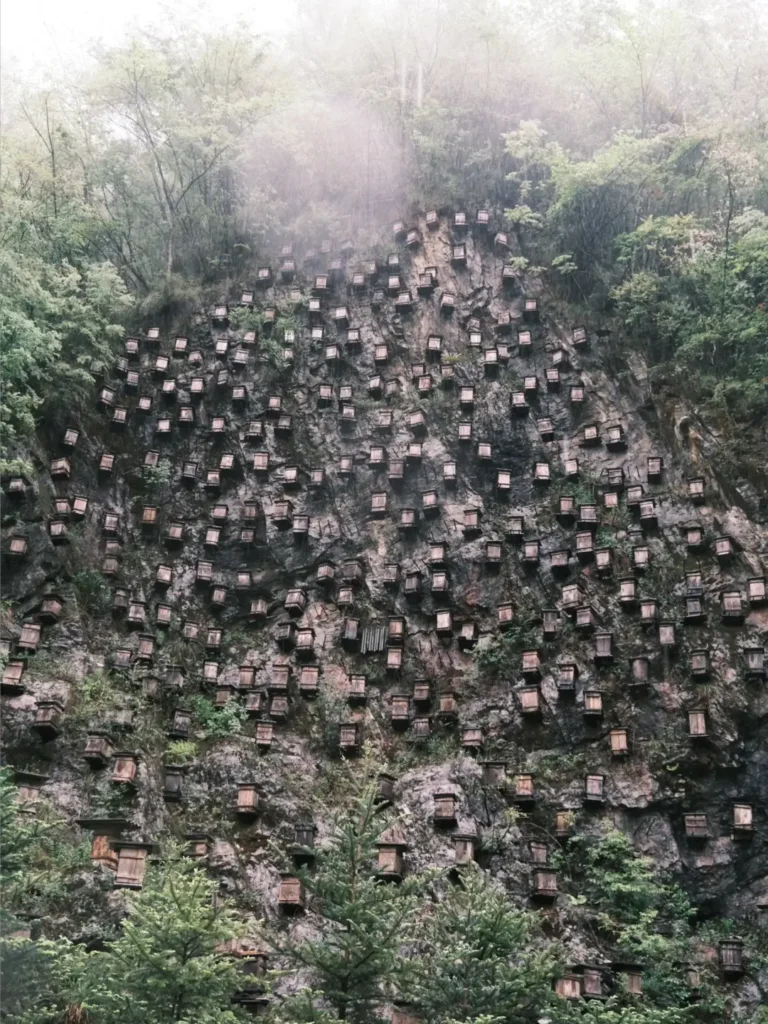 Hubei Itinerary
Hubei culture tour
Wudang Mountains Taoism
Shennongjia Primeval Forest