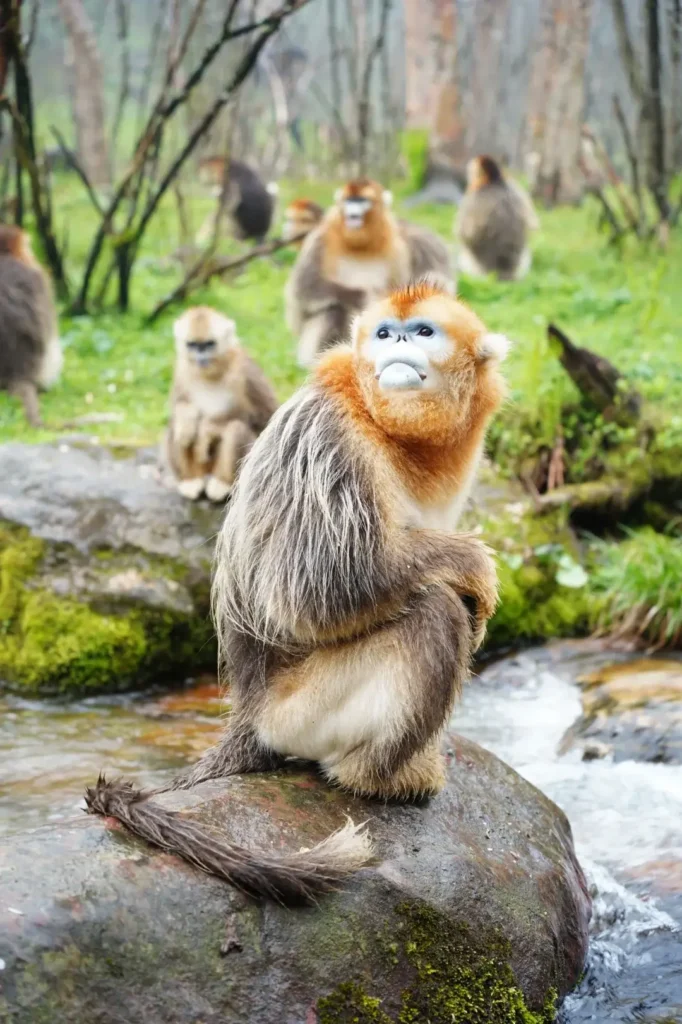 Hubei Itinerary
Hubei culture tour
Wudang Mountains Taoism
Golden Monkeys
Shennongjia Primeval Forest
