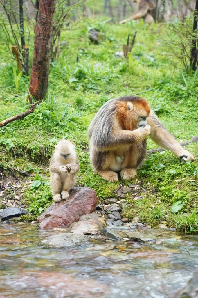 Hubei Itinerary
Hubei culture tour
Wudang Mountains Taoism
Golden Monkeys
Shennongjia Primeval Forest