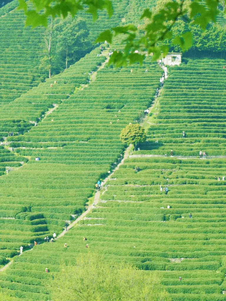 Hangzhou travel guide
Things to do in Hangzhou
Hangzhou 7-day itinerary
Hangzhou culture
Meijiawu Tea Village
China National Tea Museum