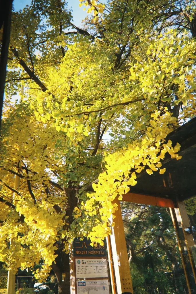 Hebei travel guide
Things to do in Hebei
Hebei attractions
Hebei itinerary
Great Wall of China
Chengde