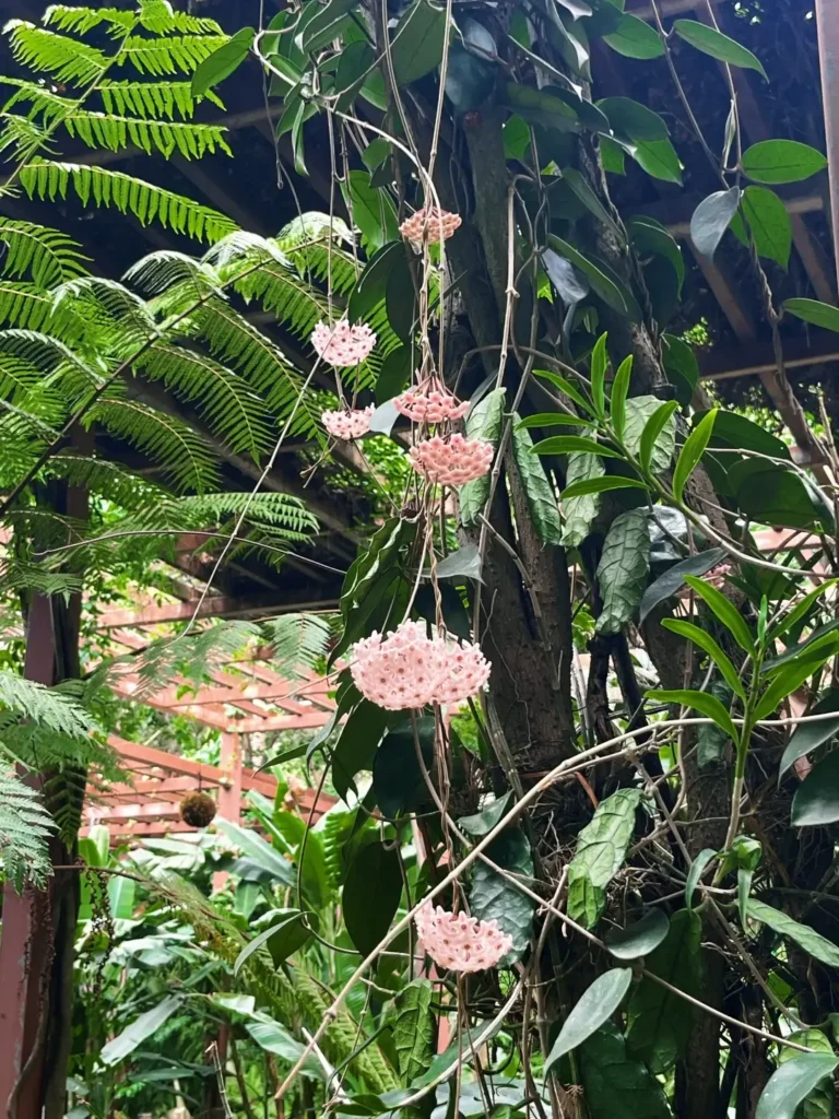 Nanning travel guide
Things to do in Nanning
Nanning attractions
Nanning Botanical Garden
Nanning itinerary