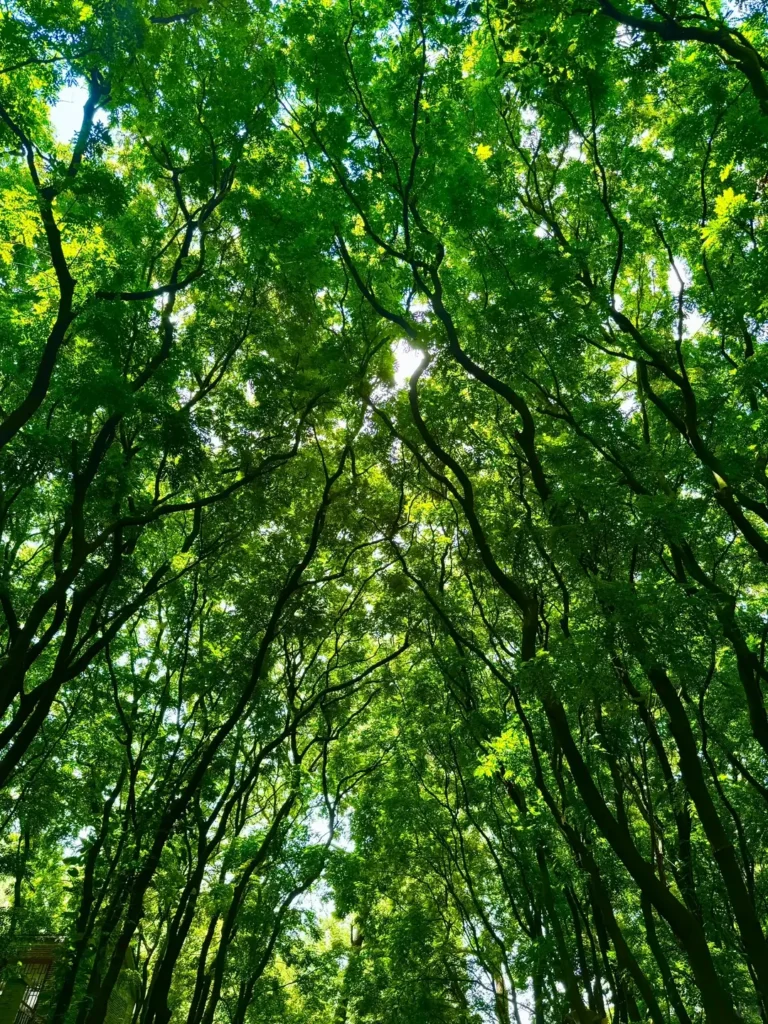 Guangxi travel guide
Guangxi itinerary
China travel
Nanning
Qingxiu Mountain