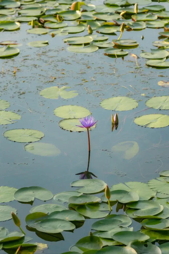 Nanning travel guide
Things to do in Nanning
Nanning attractions
Nanhu Park
Nanning itinerary