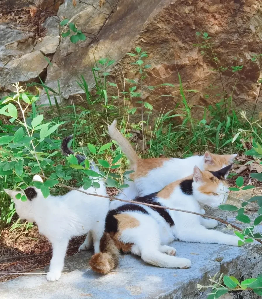 Zhengzhou itinerary
Zhengzhou travel guide
China travel
Mount Song