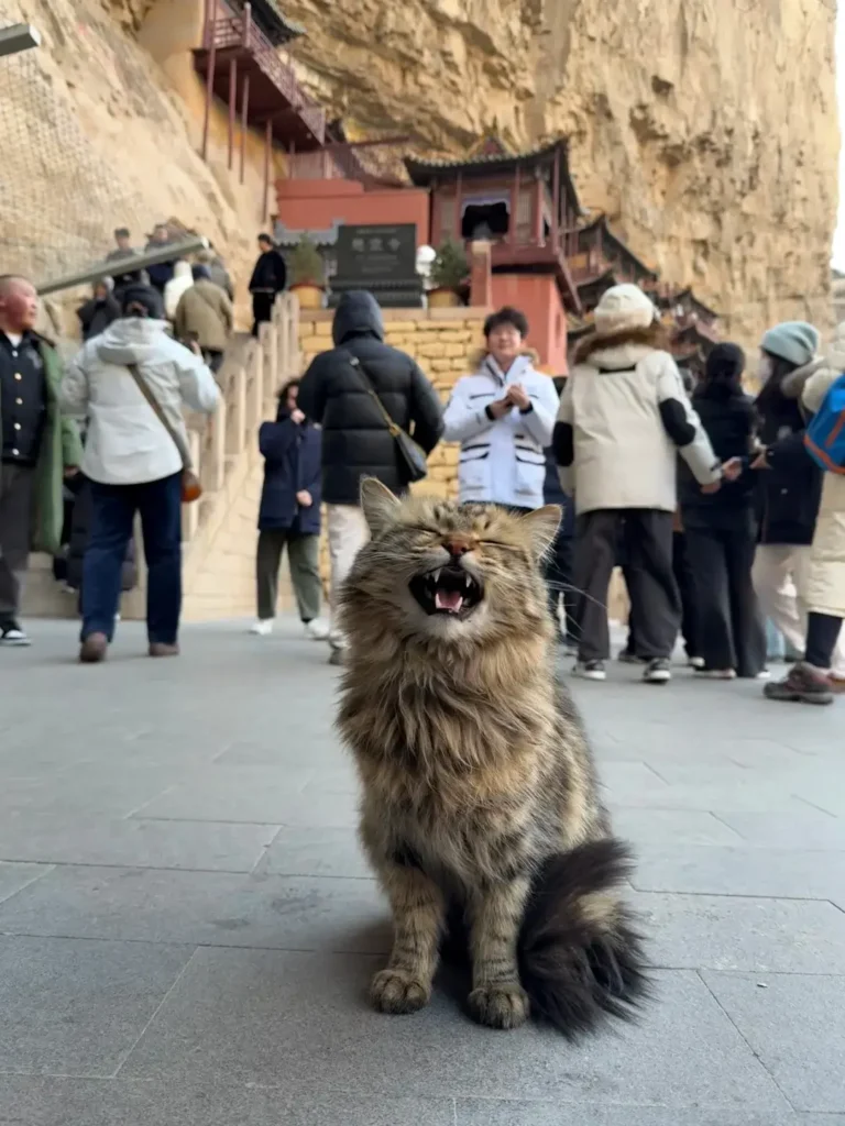 The Hanging Temple
Shanxi travel guide
Things to do in Shanxi
Shanxi attractions
Shanxi itinerary
Pingyao Ancient City
Yungang Grottoes