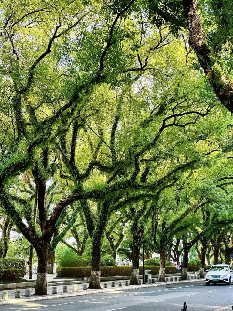 Guilin travel guide
Guilin itinerary
Yangshuo
Li River
Longji Rice Terraces
China travel
Two Rivers and Four Lakes scenic area