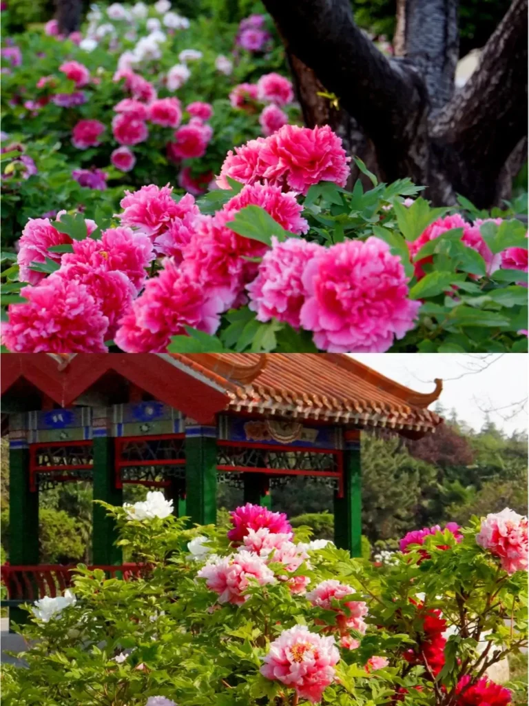 Luoyang itinerary
Luoyang travel guide
Longmen Grottoes
China travel
Luoyang Ancient Tombs Museum
Peony Festival