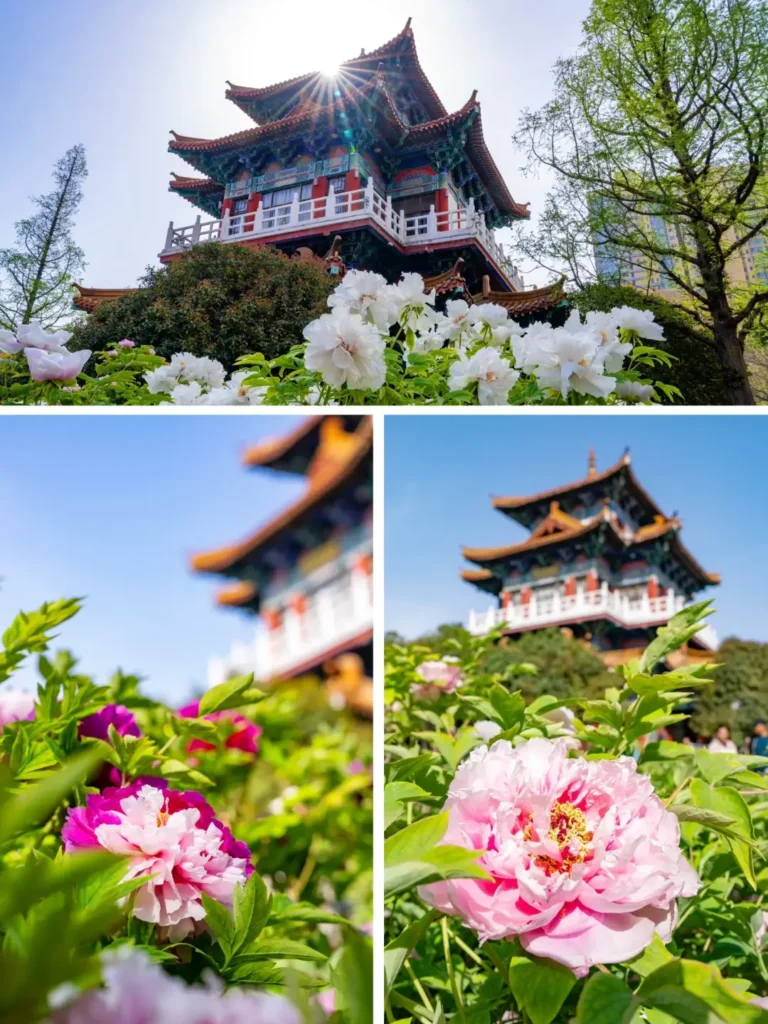Luoyang itinerary
Luoyang travel guide
Longmen Grottoes
China travel
Luoyang Ancient Tombs Museum
Peony Festival