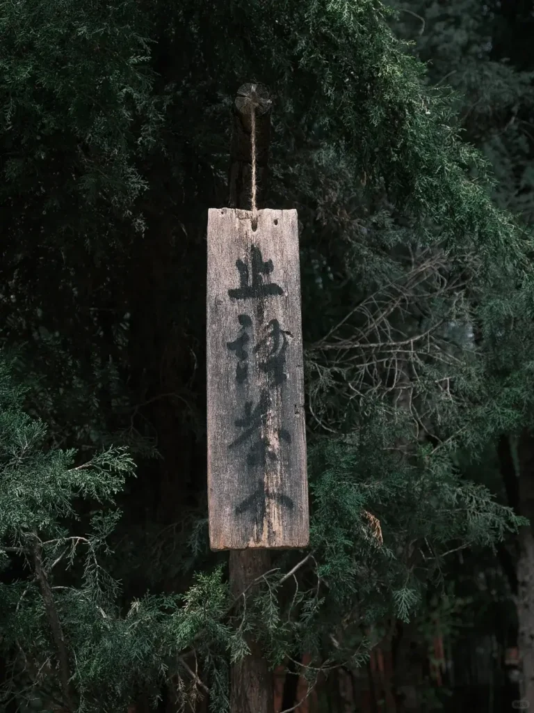 Luoyang itinerary
Luoyang travel guide
Peony Festival
China travel
Luoyang Museum
The Historic White Horse Temple