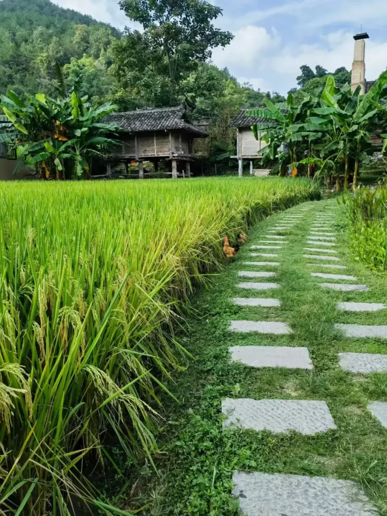 Libo itineraryLibo travel guideYaoshan Ancient VillageMaolan Nature ReserveGuizhou travelChina travel