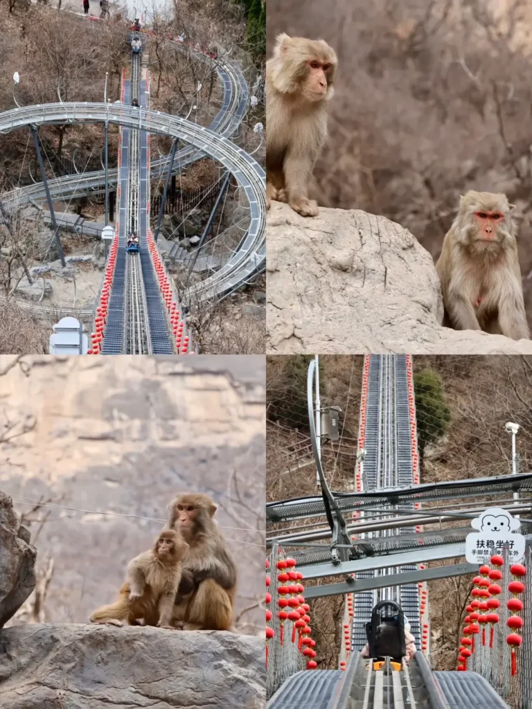 Henan itinerary
Henan travel guide
China travel
Yuntai Mountain Global Geopark
Macaque Valley