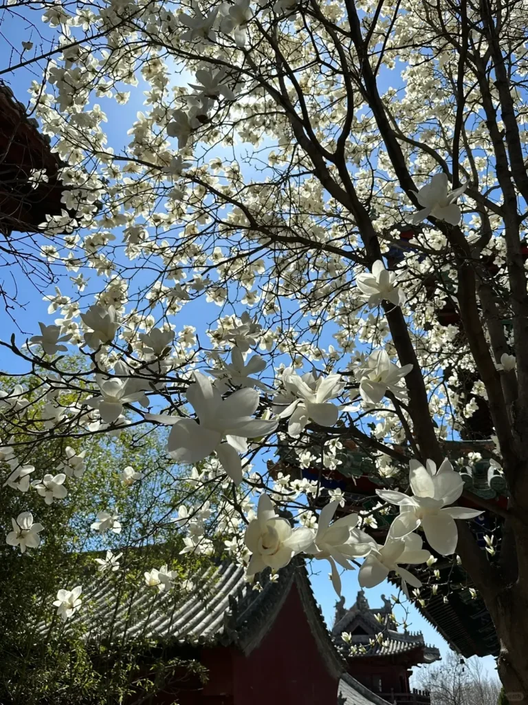 Zhengzhou itinerary
Zhengzhou travel guide
China travel
Luya Temple