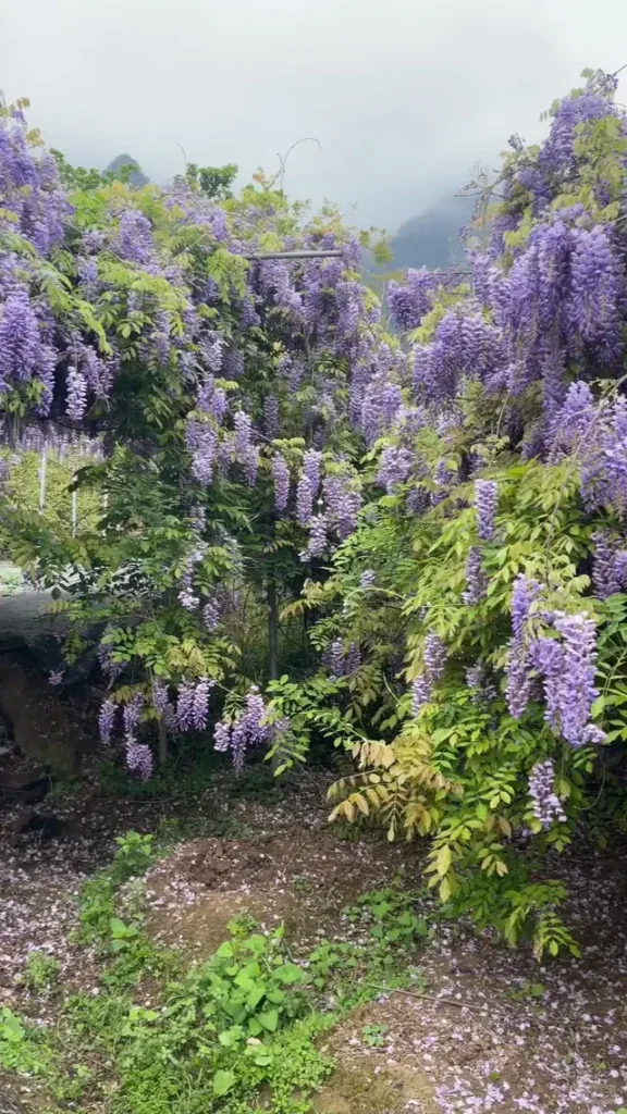 Yulin travel guide
Things to do in Yulin
Yulin attractions
Yuntian Palace
Yulin itinerary
Duqiao Mountain
Hiking the alpine meadows of Mount Darong to experience the best things to do in Yulin