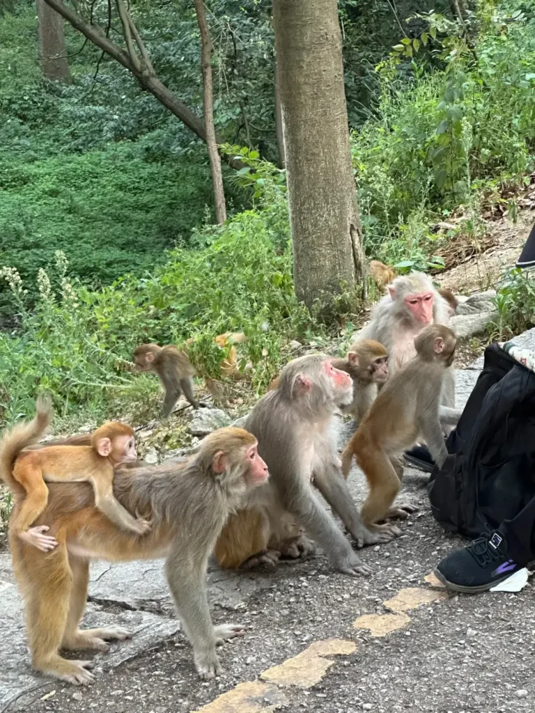 Guizhou itinerary
Guizhou travel guide
China travel
Qianlingshan Park