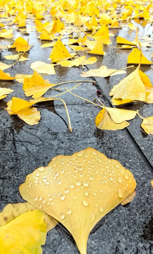 Liuzhou travel guide
Liuzhou itinerary
Longtan Park
top attractions
China travel