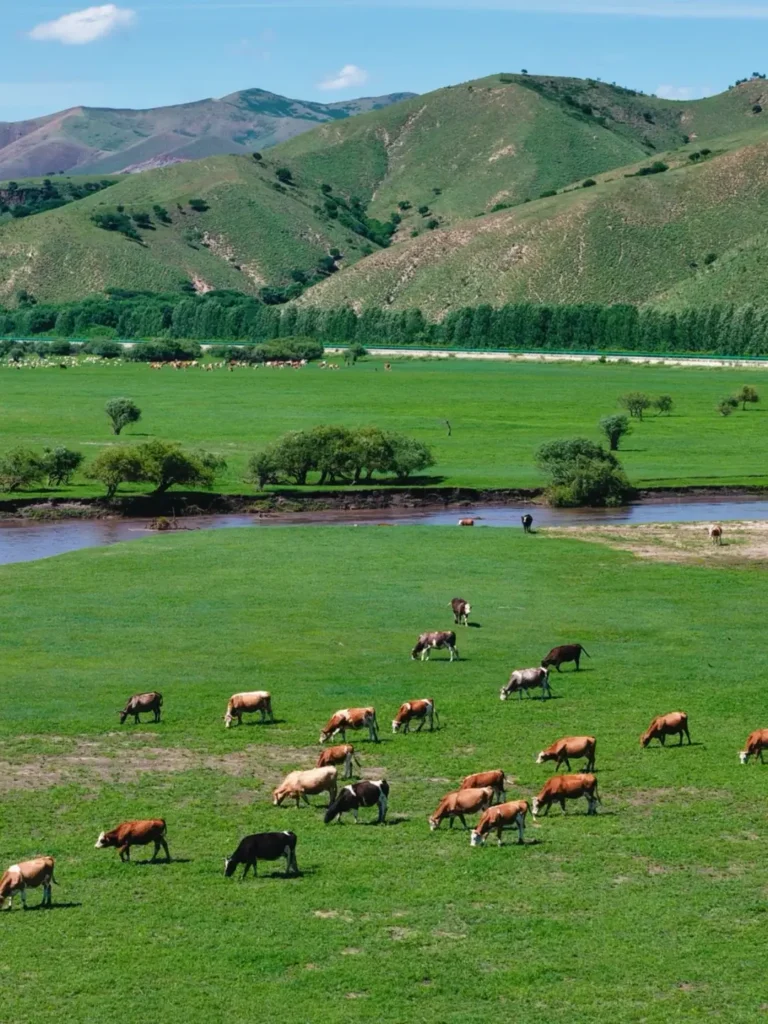 Explore the vast nomadic plains during your Songyuan itinerary.
Songyuan travel guide
Things to do in Songyuan
Songyuan attractions
Songyuan itinerary
Chagan Lake
Winter Fishing
Qianguo Grassland
Longhua Temple