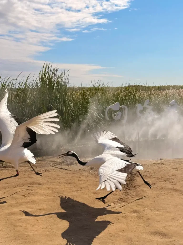 Explore the vast, untouched ecosystems during your Baicheng itinerary.
Baicheng travel guide
Things to do in Baicheng
Baicheng attractions
Baicheng itinerary
Momoge National Nature Reserve
Xianghai
Siberian Cranes
Chengsijiazi Ancient City