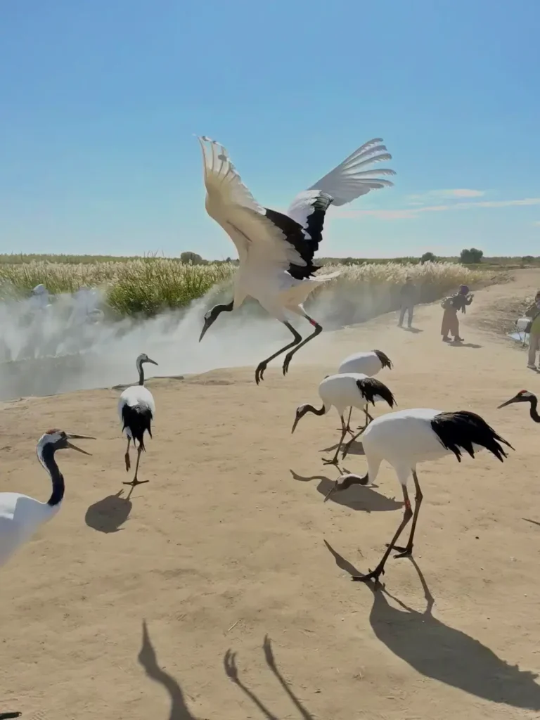Explore the vast, untouched ecosystems during your Baicheng itinerary.
Baicheng travel guide
Things to do in Baicheng
Baicheng attractions
Baicheng itinerary
Momoge National Nature Reserve
Xianghai
Siberian Cranes
Chengsijiazi Ancient City