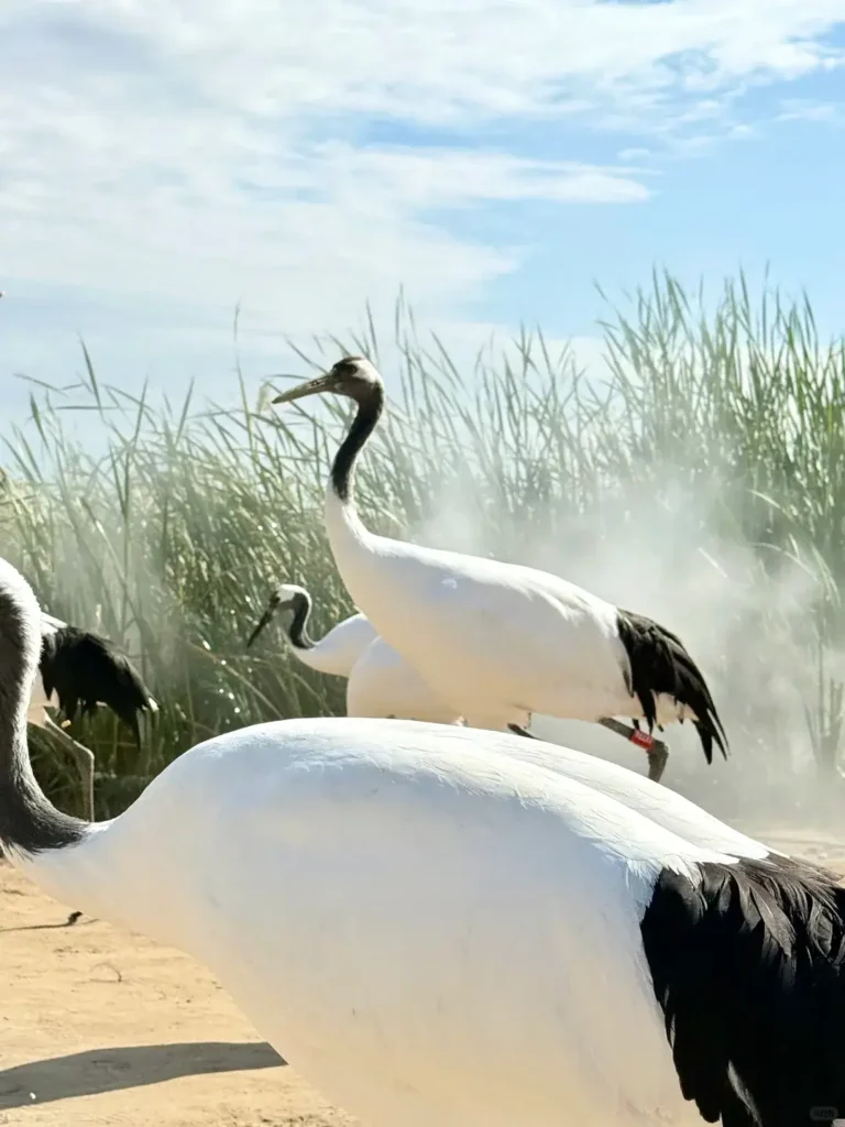 Explore the vast, untouched ecosystems during your Baicheng itinerary.
Baicheng travel guide
Things to do in Baicheng
Baicheng attractions
Baicheng itinerary
Momoge National Nature Reserve
Xianghai
Siberian Cranes
Chengsijiazi Ancient City