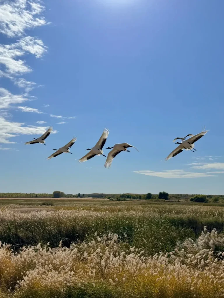 Explore the vast, untouched ecosystems during your Baicheng itinerary.
Baicheng travel guide
Things to do in Baicheng
Baicheng attractions
Baicheng itinerary
Momoge National Nature Reserve
Xianghai
Siberian Cranes
Chengsijiazi Ancient City