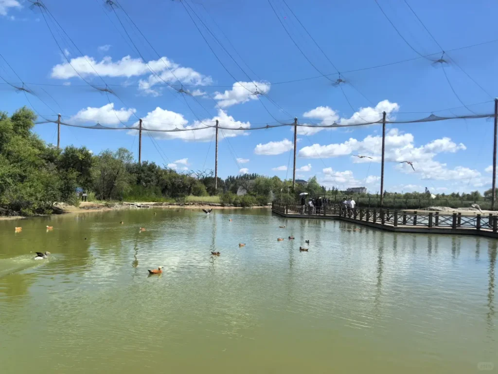 Explore the vast, untouched ecosystems during your Baicheng itinerary.
Baicheng travel guide
Things to do in Baicheng
Baicheng attractions
Baicheng itinerary
Momoge National Nature Reserve
Xianghai
Siberian Cranes
Chengsijiazi Ancient City