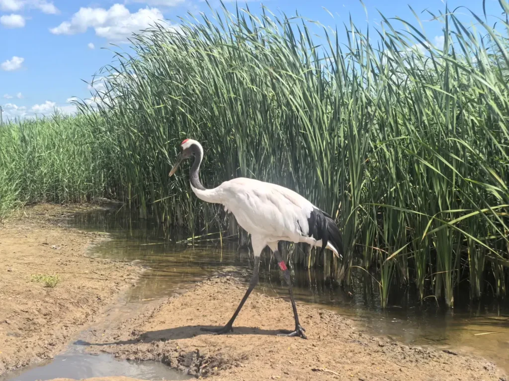 Explore the vast, untouched ecosystems during your Baicheng itinerary.
Baicheng travel guide
Things to do in Baicheng
Baicheng attractions
Baicheng itinerary
Momoge National Nature Reserve
Xianghai
Siberian Cranes
Chengsijiazi Ancient City