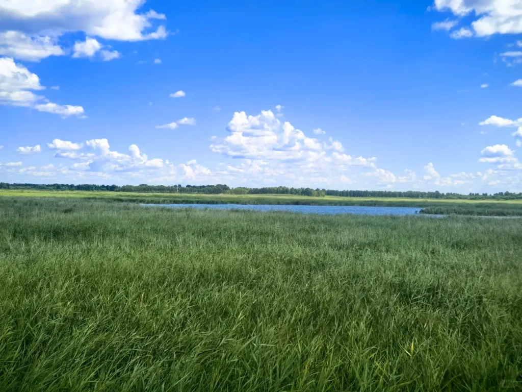Explore the vast, untouched ecosystems during your Baicheng itinerary.
Baicheng travel guide
Things to do in Baicheng
Baicheng attractions
Baicheng itinerary
Momoge National Nature Reserve
Xianghai
Siberian Cranes
Chengsijiazi Ancient City