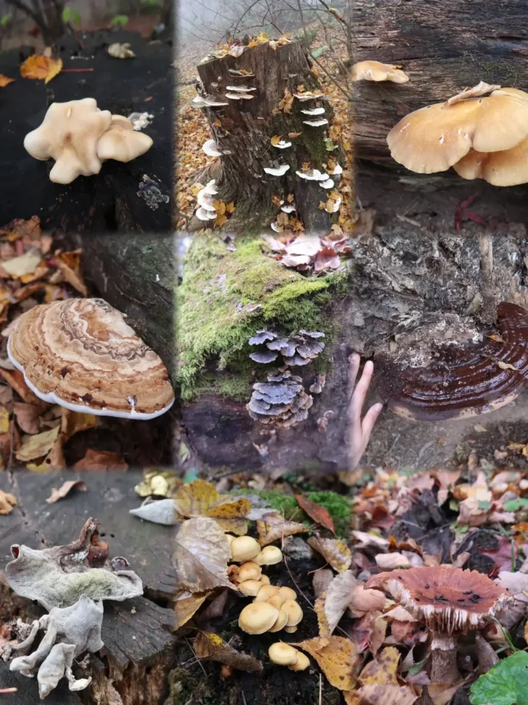 Wild Mountain Mushrooms (Shan Zhen)
