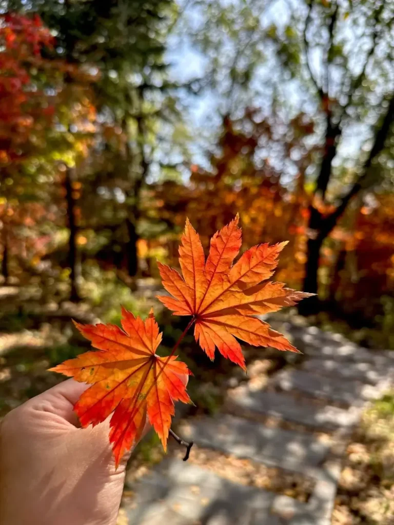 Benxi travel guide
Things to do in Benxi
Benxi attractions
Benxi itinerary
Benxi Water Caves
Guanmenshan
Maple leaves