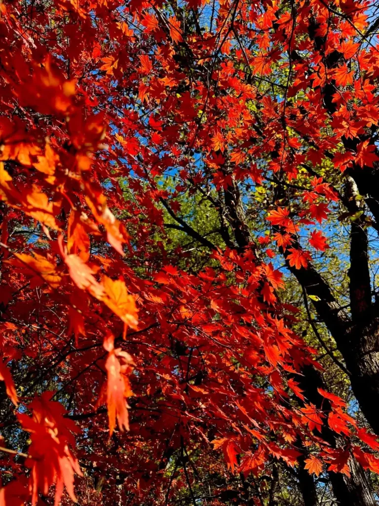 Benxi travel guide
Things to do in Benxi
Benxi attractions
Benxi itinerary
Benxi Water Caves
Guanmenshan
Maple leaves