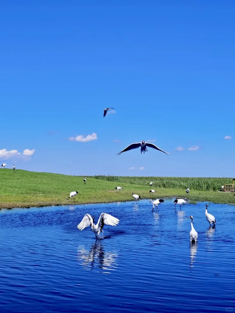 Elegant red-crowned cranes taking flight in the wetlands, providing ultimate inspiration for your Qiqihar itinerary.
Qiqihar travel guide
Things to do in Qiqihar
Qiqihar itinerary
Zhalong Nature Reserve
Bukui Mosque
Longsha Park