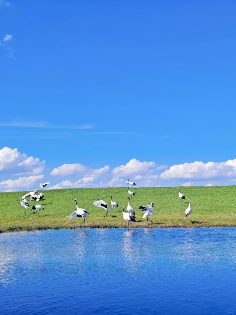 Elegant red-crowned cranes taking flight in the wetlands, providing ultimate inspiration for your Qiqihar itinerary.
Qiqihar travel guide
Things to do in Qiqihar
Qiqihar itinerary
Zhalong Nature Reserve
Bukui Mosque
Longsha Park