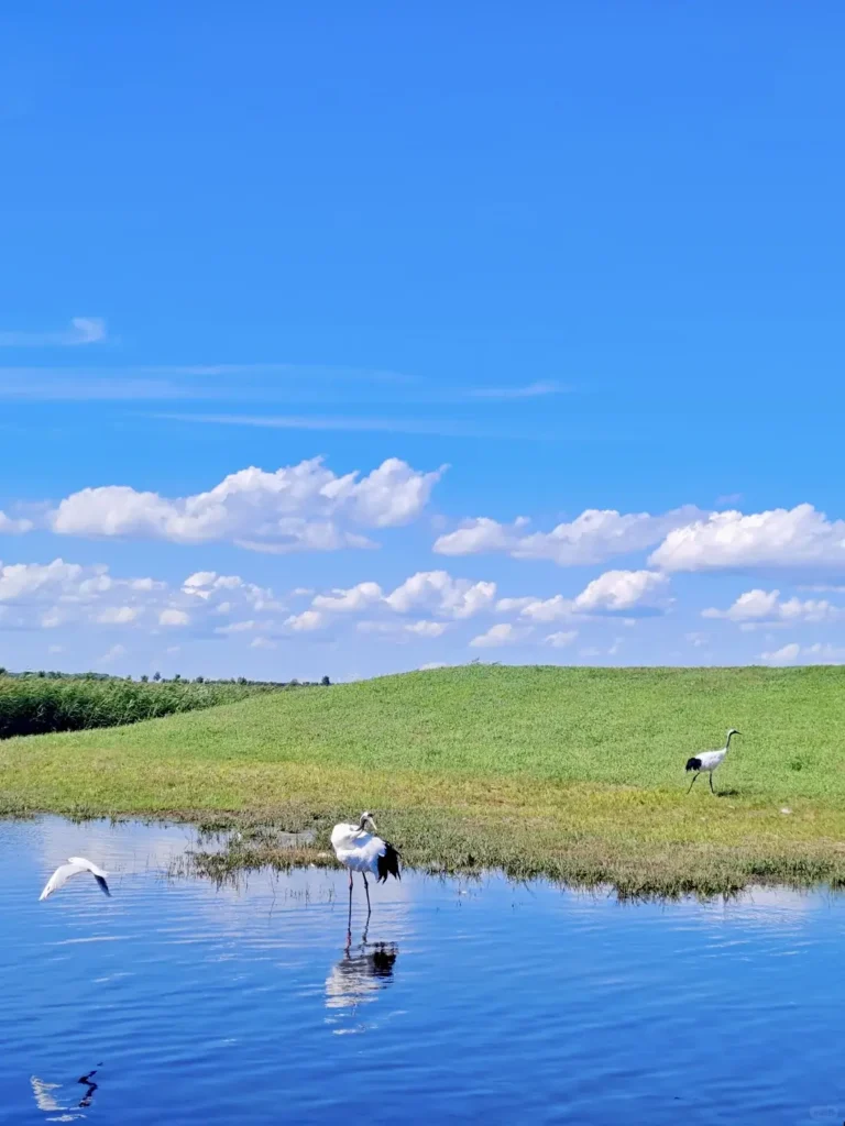 Elegant red-crowned cranes taking flight in the wetlands, providing ultimate inspiration for your Qiqihar itinerary.
Qiqihar travel guide
Things to do in Qiqihar
Qiqihar itinerary
Zhalong Nature Reserve
Bukui Mosque
Longsha Park