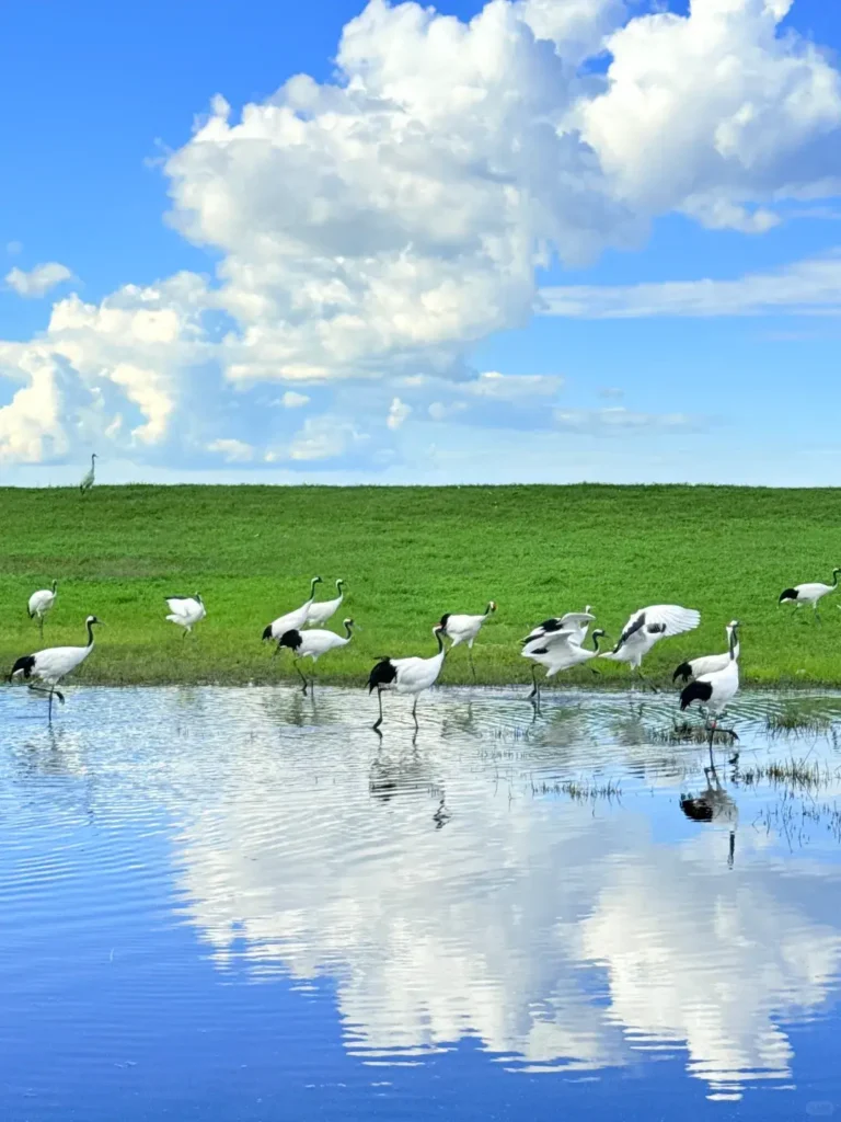 Elegant red-crowned cranes taking flight in the wetlands, providing ultimate inspiration for your Qiqihar itinerary.
Qiqihar travel guide
Things to do in Qiqihar
Qiqihar itinerary
Zhalong Nature Reserve
Bukui Mosque
Longsha Park