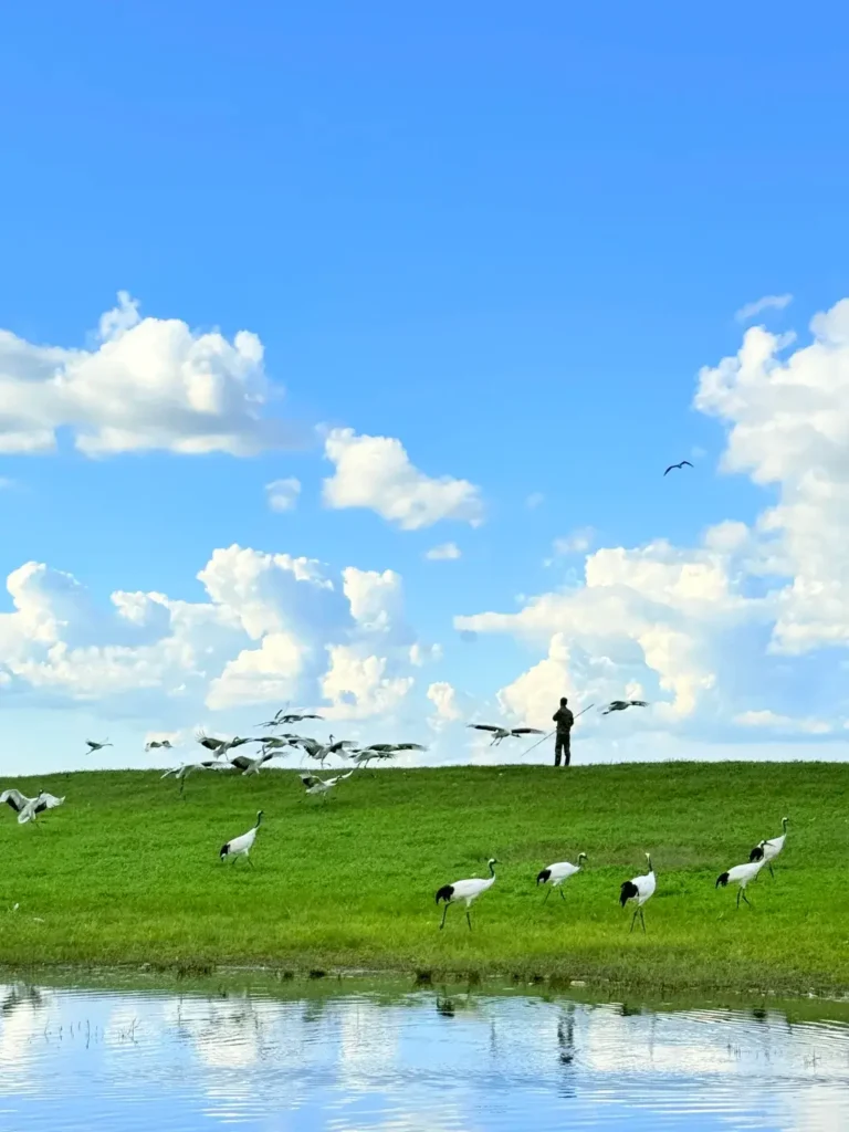 Elegant red-crowned cranes taking flight in the wetlands, providing ultimate inspiration for your Qiqihar itinerary.
Qiqihar travel guide
Things to do in Qiqihar
Qiqihar itinerary
Zhalong Nature Reserve
Bukui Mosque
Longsha Park